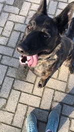 Hollandse herder teefje, Dieren en Toebehoren, Honden | Herdershonden en Veedrijvers, Teef, Eén hond, 3 tot 5 jaar, Herder