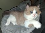Ragdoll kittens, Dieren en Toebehoren, Meerdere dieren, Ontwormd