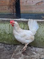 Witte leghorn legkippen 6 stuks hennen, Vrouwelijk, Kip