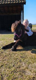 Zwarte merrie 2024 shetlander, kinderpony. Pony, Dieren en Toebehoren, Paarden, Meerdere dieren