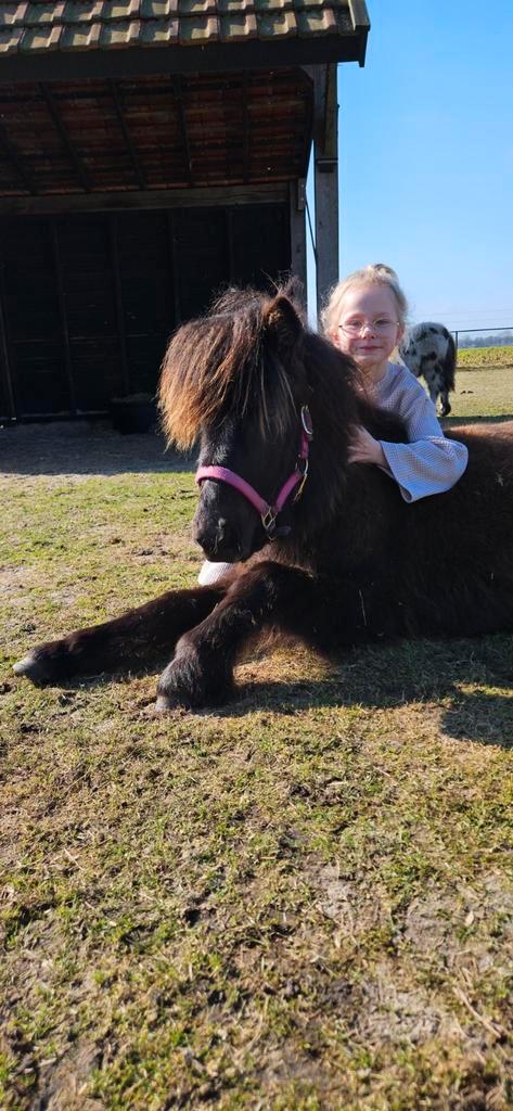 Zwarte merrie 2024 shetlander, kinderpony. Pony, Dieren en Toebehoren, Paarden, Meerdere dieren