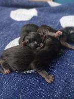 Kittens geboren mama ragdoll x europese korthaar, Geslacht onbekend, Gechipt, 0 tot 2 jaar