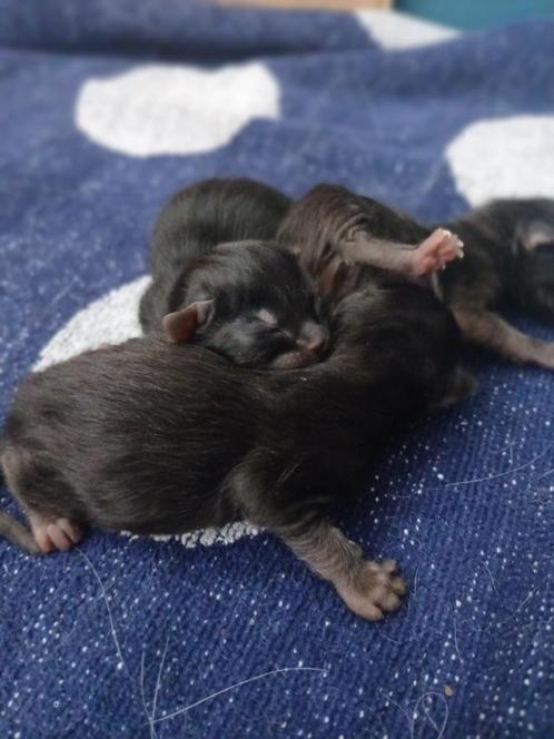 Kittens geboren mama ragdoll x europese korthaar, Dieren en Toebehoren, Katten en Kittens | Raskatten | Langhaar, Geslacht onbekend