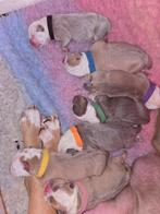 Prachtige Old English Bulldog Pups, Nederland, CDV (hondenziekte), 8 tot 15 weken, Bulldog