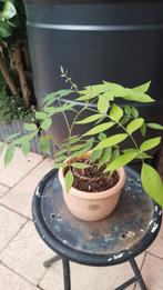 Bonsai Blauwe Regen of Wisteria, Halfschaduw, Overige soorten, Minder dan 100 cm, Zomer