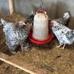 4 kippen, Dieren en Toebehoren, Pluimvee, Vrouwelijk, Kip