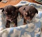 Boomchi pups!!, Dieren en Toebehoren, Honden | Jack Russells en Terriërs, Overige rassen, 8 tot 15 weken, CDV (hondenziekte), Meerdere dieren