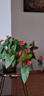 Anthurium kamerplant, Ophalen, Halfschaduw, Minder dan 100 cm