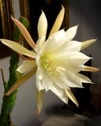cactus - Epiphyllum hybride - cremewitgele bloemen, Huis en Inrichting, Kamerplanten, Ophalen of Verzenden, Cactus, Volle zon