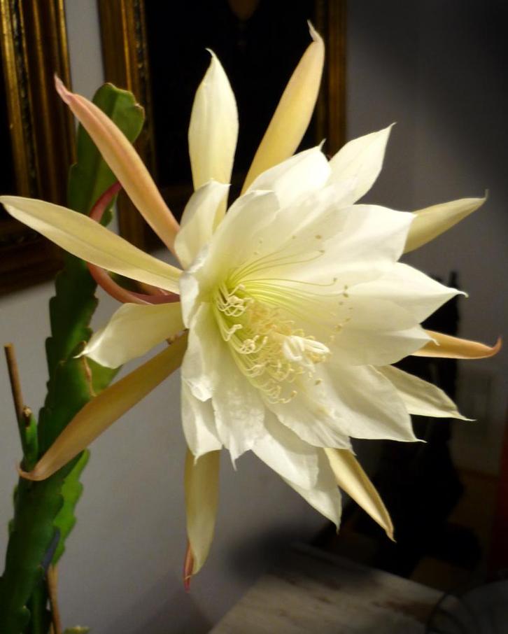cactus - Epiphyllum hybride - cremewitgele bloemen, Huis en Inrichting, Kamerplanten, Cactus, Minder dan 100 cm, Volle zon, Ophalen of Verzenden