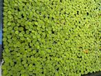 Salvinia minima - drijvende plant - goede hand/ bak vol, Ophalen of Verzenden, Nieuw, Plant(en), Steen of Hout
