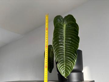 Anthurium veitchii - Kamerplant beschikbaar voor biedingen