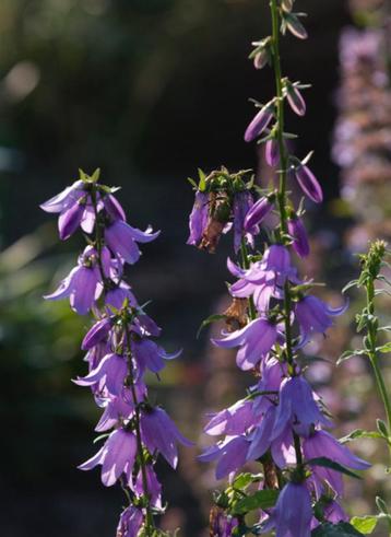 Zaden van Campanula rapunculoides, Akkerklokje inheems beschikbaar voor biedingen