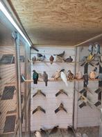 Aistralische kuif duiven, Dieren en Toebehoren, Vogels | Duiven, Meerdere dieren, Overige soorten