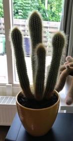 cactus, Ophalen, Cactus, Volle zon, Minder dan 100 cm