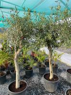Olea europea olijfboom, Ophalen, Volle zon, Olijfboom, 100 tot 250 cm