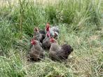 Cochin kriel kippen Koekoekpatrijs, gesekst en ingeënt, Vrouwelijk, Kip