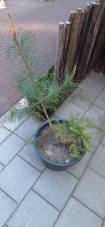 Gratis Plant, Ophalen, Zomer, Overige soorten, Volle zon