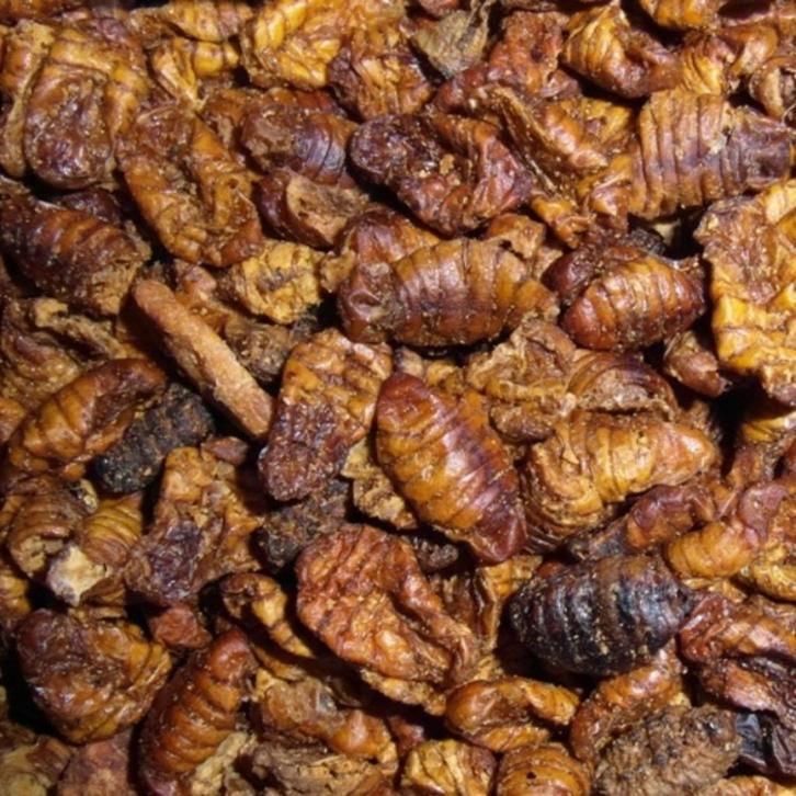 Zijderupsen - 5 Liter - Koi Snack - Natuurlijk koivoer, Tuin en Terras, Vijver-toebehoren, Nieuw, Overige typen, Ophalen of Verzenden
