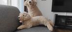Knuffel Golden Retriever, Ophalen of Verzenden, Zo goed als nieuw, Hond