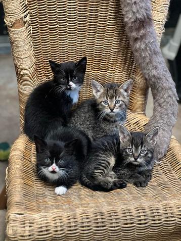 Zeer mooie lieve aanhankelijke kittens beschikbaar voor biedingen