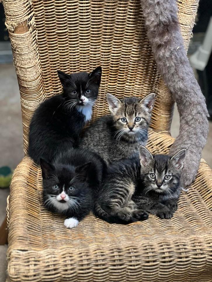 Zeer mooie lieve aanhankelijke kittens, Dieren en Toebehoren, Katten en Kittens | Overige Katten, Kortharig, Meerdere dieren, 0 tot 2 jaar