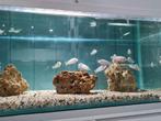 Labidochromis Caeruleus White Nkata Bay Malawi Cichliden, Dieren en Toebehoren, Vissen | Aquariumvissen, Vis, Zoetwatervis