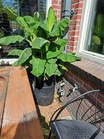 Musa dwarf Cavendich (bananenplant), Eén persoon