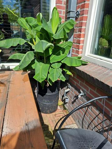 Musa dwarf Cavendich (bananenplant) beschikbaar voor biedingen