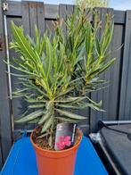 Planten, Ophalen, Zomer, Overige soorten, Volle zon