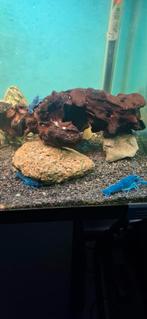 Blauwe florida kreeftjes, Dieren en Toebehoren