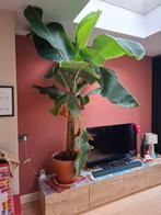Bananenplant in pot, Ophalen, 200 cm of meer, Fruitplant, In pot