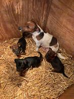 Jack Russel puppy’s, Dieren en Toebehoren, Honden | Jack Russells en Terriërs, Jack Russell Terriër, CDV (hondenziekte), 8 tot 15 weken