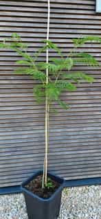 Mooie albizia julibrissin, Tuin en Terras, Planten | Bomen, Ophalen, Volle zon, Overige soorten, Minder dan 100 cm