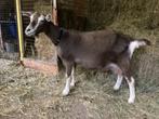 Toggenburger geit, Dieren en Toebehoren, Vrouwelijk, Geit, 0 tot 2 jaar