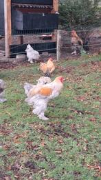 Brahma  haan, Dieren en Toebehoren, Pluimvee, Mannelijk, Kip