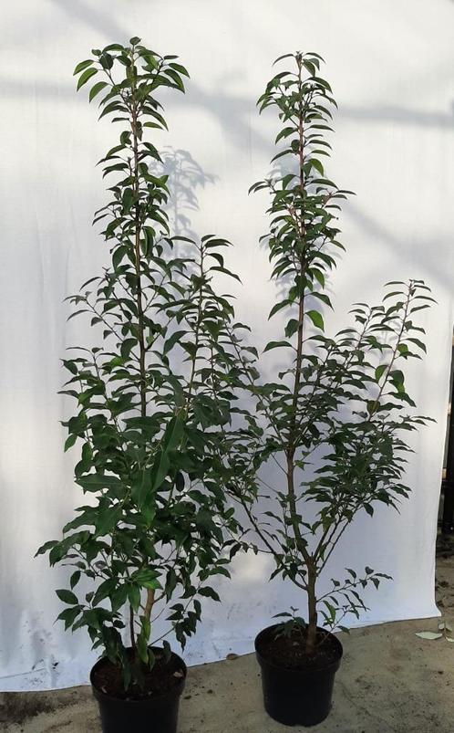 Aanbieding 17 hoge Portugese laurierhaag  125-150 cm, Tuin en Terras, Planten | Struiken en Hagen, Haag, Laurier, 100 tot 250 cm