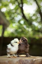 🐣 Eendagskuikens 🐣 van onse USA zijdehoenders, Dieren en Toebehoren, Pluimvee, Geslacht onbekend, Kip