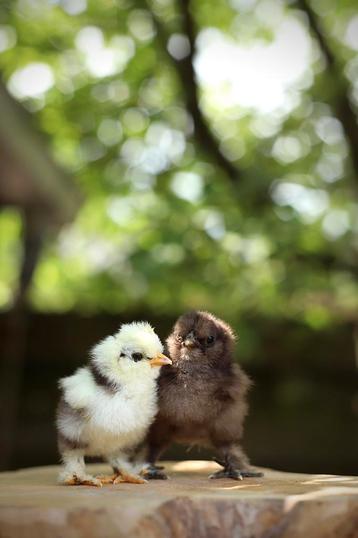 🐣 Eendagskuikens 🐣 van onse USA zijdehoenders beschikbaar voor biedingen