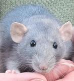 Lieve jonge tamme ratjes, Rat, November, Meerdere dieren, Tam