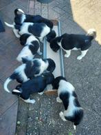Friese stabij pups, Overige rassen, 8 tot 15 weken, Meerdere, Meerdere dieren
