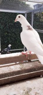 Kleurpostduiven te koop, Dieren en Toebehoren, Vogels | Duiven, Meerdere dieren, Overige soorten