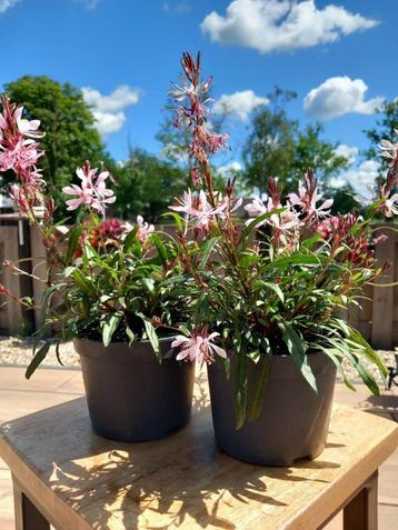 Gaura lindheimeri beschikbaar voor biedingen