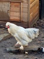 Jonge brahma haan, Mannelijk, Kip