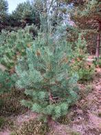 Grove Dennen te koop of Pijnboom of Pinus Sylvestris, Tuin en Terras, Planten | Bomen, Bloeit niet, Overige soorten, 250 tot 400 cm