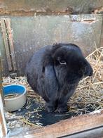2 konijnen, Dieren en Toebehoren, Mannelijk, Middelgroot, Hangoor, 0 tot 2 jaar
