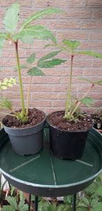 Begonia carolineifolia, Overige soorten, Minder dan 100 cm, Bloeiende kamerplant, Halfschaduw