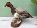 Opgezette eend, Ophalen of Verzenden, Zo goed als nieuw, Vogel, Opgezet dier