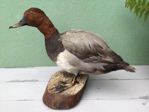 Opgezette eend, Verzamelen, Dierenverzamelingen, Zo goed als nieuw, Opgezet dier, Vogel, Ophalen of Verzenden