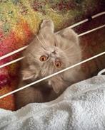 Lieve poes Misho zoekt een nieuw thuis, Dieren en Toebehoren, Katten en Kittens | Overige Katten, Poes, Langharig, 0 tot 2 jaar